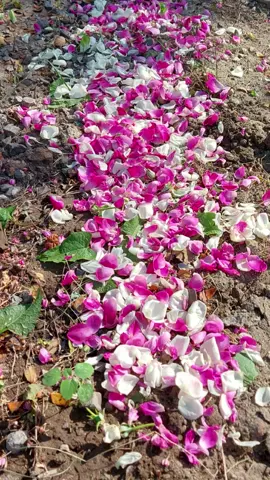 datang ke peristirahatan terakhir orang² terkasih salah satu cara utk melepas rindu.....saat sampai di lokasi masuk makam dan mengucapkan salam, rasanya seperti mereka menyambutku datang dengan senyuman terindah mereka. Al Fatihah untuk bapak, ibu, mbah dan pakde²ku #nuwaastory  #galabungamatahari  #lirikvideo  #ziarahkubur  #CapCut 