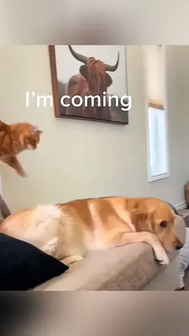 Animals friends ❤ #pet #cat #dog #cute #animals #foryou #typ