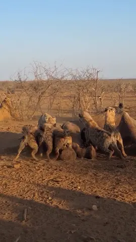 #foryou lion video #animalsvideo #viraltiktok #kinglion🦁 #4kanimals 