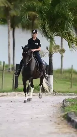 Mangalarga Marchador - Caballo de Marcha Suave #caballosfinos  #mangalargamarchador  #caballosdepaso 