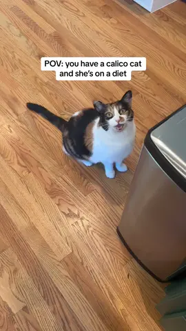 She will talk to you like this at every second of every day  #calicocat #catsoftiktok #calicocatsoftiktok 