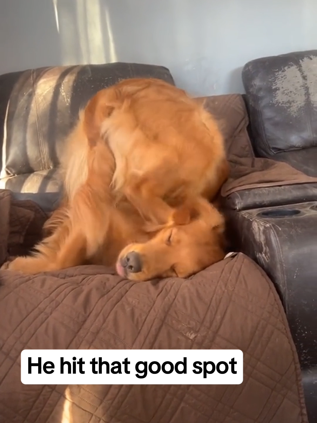 That sound😂 #dog #dogsoftiktok #fyp #goldenretriever (@reed.the_goldenr)