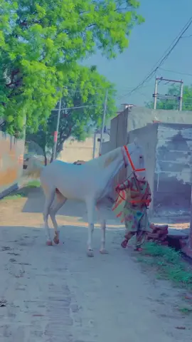 #ماشاء_الله #گھوڑے_شوق_نواباں_دا🐴 #جٹ_محکمہ #پنڈاں_والے #پنجاب_دے_رنگ #punjabnizabazi 