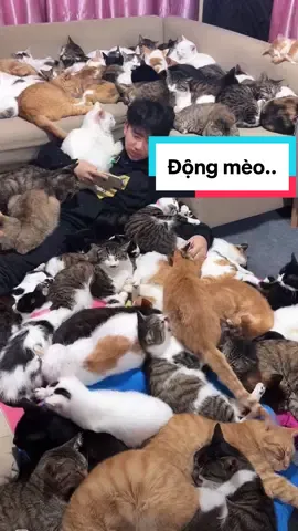 tao yếu ae tao đông …😵‍💫. many cats                           ##meow #meocam #xh #nuoimeo #conmeomap #cat #kucing#猫#猫고양이