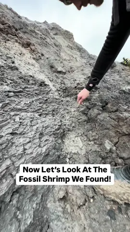 Here is an Upper Cretaceous Gastropod and shrimp fossil we found stuck in the mud! These specimens are particularly rare and are often sea worn whereas this particular example is fully shelled with no wear. We also reduced down a large section of shale which had fallen from the cliffs in a huge cliff fall to reveal a beautiful ammonite specimen which will need to be prepared at home with finer tools! #Natural #nature #fossil #fossils #ancient #animals #art #ammonite #ammonites #dinosaur #scientist  #minerals #paleontology #whitby #geologist #dorset #geology #charmouth #jurassic #yorkshire #fyp 