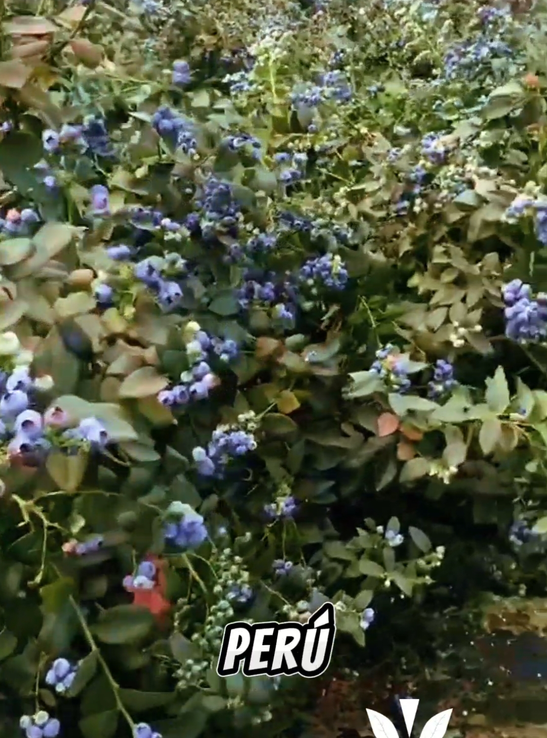 ¡Descubre la magia de cultivar tus propios arándanos en casa! 🌱🫐 En Vivero Los Geranios, con más de 7 años de experiencia, ofrecemos plantas de arándanos de alta calidad, listas para transformar tu jardín o huerto en una fuente de deliciosos frutos. Perfectos para cualquier clima del Perú, nuestros arándanos están disponibles para envío a nivel nacional. 🌳Ubicación: Visítanos en Psj. Santa María 291 - Chincha Alta,  🌳Horario: lunes a sábado, de 9 AM a 12 PM y de 2 PM a 6 PM 🌳Envíos: Ofrecemos envíos a todo el Perú 🇵🇪🚚, asegurando que puedas disfrutar del cultivo de estas excepcionales almendras sin importar dónde te encuentres. ¿Cotizaciones? 📱 al 981 558 173. ¡Te llevamos la naturaleza a casa! 🚚🌼 ¡Contáctanos y lleva el sabor fresco y saludable de los arándanos a tu hogar! 🌿📦 #ViveroLosGeranios #Arándanos #Jardinería #EnvíosNacionales 