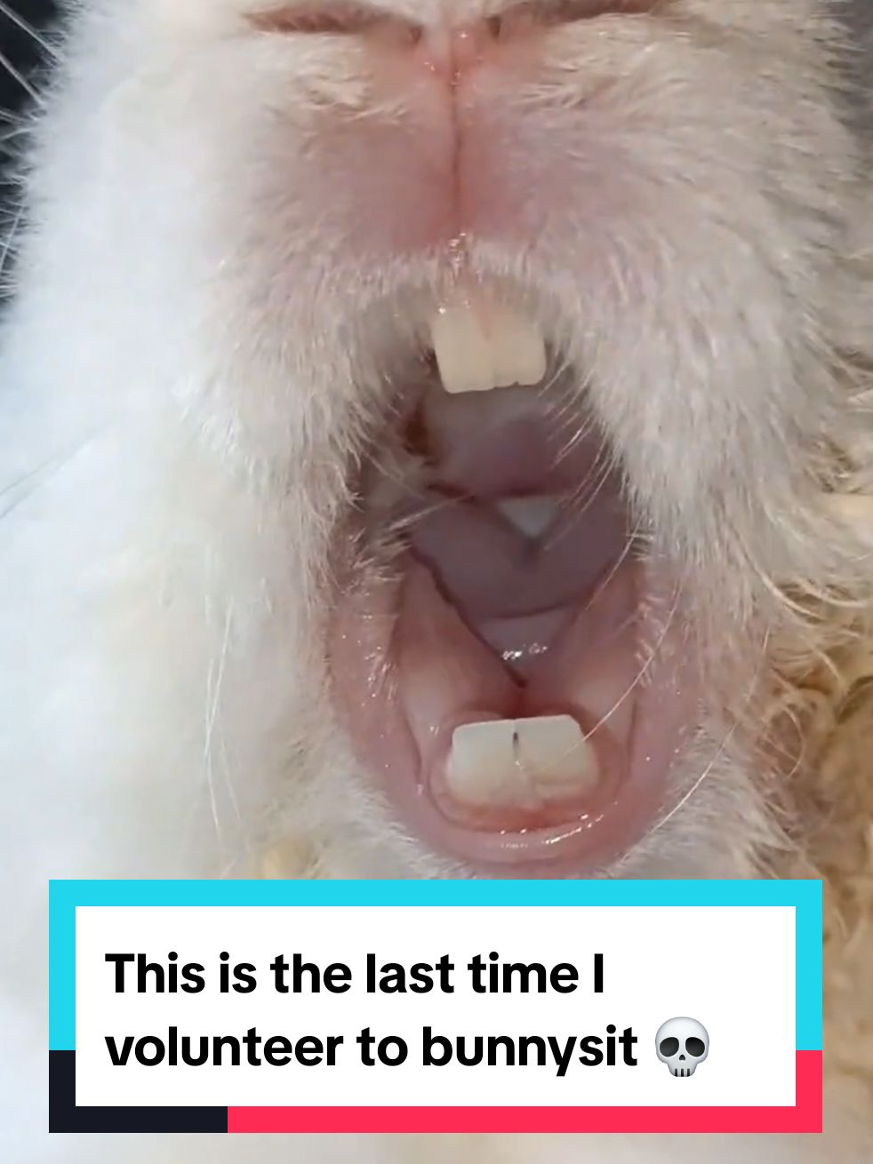 He made this noise every time his food ran out 😭 #bunny 