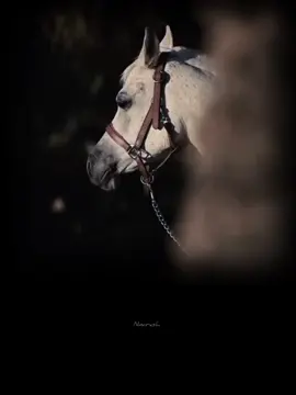 mery piyary pathan bhaiyon editing main agr translation upr nichy ho jae toh mafi mujhy pashto nhi ati..🥺 voice by @Staso_HamhiL⛎  #poetry #foryoupage #fyp #نمراش #nimrash0 