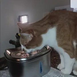 Rudy Really does love his Water fountain💕Took him a little bit to get used to it, slowly transitioning from his old standard Water feeder to This Sleek stainless steel filtered version💕 We love the cute Little face with the whiskers and The spout nose where Water continually comes out💕#catsoftiktok #cattok #tiktokshop 
