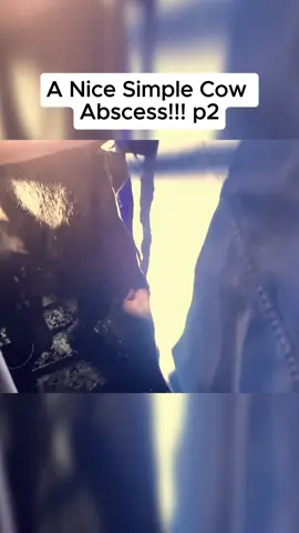 A Nice Simple Cow Abscess!!! #tiktok #fyp #foryou #viral #trending #bull #abscess 