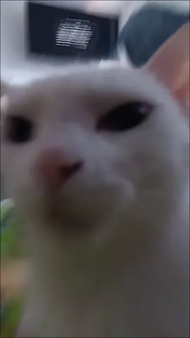 like si esta vida te encanta @mateito #fyp #parati #gato #cat #estavidameencanta 