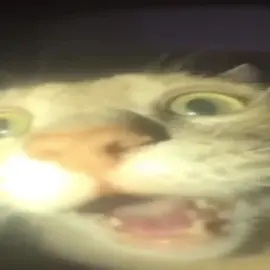 #creatorsearchinsights VÍDEO DO GATO QUE VIRALIZOU FALANDO 