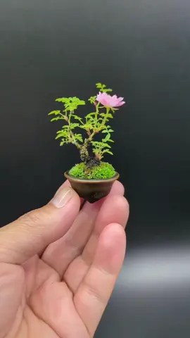 Mini Japanese wild rose🥹 🇯🇵by bonsai artist Makoto Zenpukuji #BonsaiSociety #RoseBonsai #PlantsLover #MameBonsai 