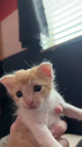 WE HAVE SIGNAL What should the babies listen to??? #kittens #fosterkittens #cutekittens #cats #cutecats #heartsalivevillage #adoptdontshop #spayandneuteryourcats