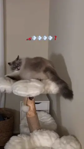 Good thing he wears a padded floof suit 🏎️💨 #fyp #foryou #catsoftiktok #siberiancat #viral #cat #zoomies #growl 