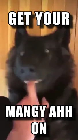 Little does she know I’m a NASTY DAWG💯 #wolpwednesday #wolf #wolves #edit #fyp #aftereffects