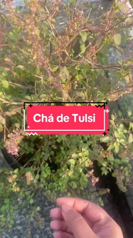 Vamos beber chá de Tulsi? Tulsi é uma planta venerada no hinduísmo, simbolizando pureza e proteção.  Associada à deusa Lakshmi, ela é cultivada em muitos lares e templos indianos.  Além de seu significado espiritual, tulsi é valorizada por suas propriedades medicinais na Ayurveda, sendo usada para fortalecer o corpo e a mente.  #cha #india #ayurveda #fy 