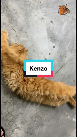 Pukul 5 pagi je mesti aneh2 ajak keluar. Kalau tak ikut di cakarnya pintu buat muka comel. Kalau siang dia taknak sebab takut orang. Lepas tu dah keluar taknak masuk pulak!  #kenzo #cats #kucing 