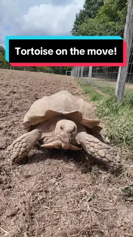 The Sulcata Tortoise at @Majestic Meadows Alpacas in Medina OH #tortoise #sulcatatortoise 