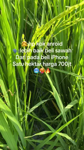 Karna lahan 1hektar harga 700jt berapa di kampung ta bosku#fyp #wijapaggalung🌾 #anakpetani #petanimuda #storybugis #lewatberanda #bismillahfyp 