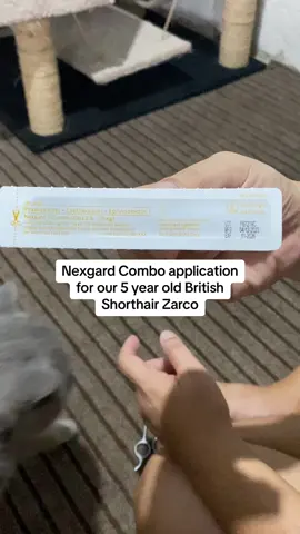 #fyp #cats #catsoftiktok #catslovers #catsvideo #britishshorthair #bri #petlover #catlove #catlife #bsh #bshblue #zarco #nexgard #catdeworm #deworming #nexgardcomboforcat 