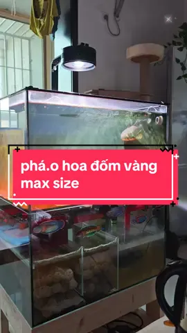 max size🥰👻 #locphaohoadomvang #channapulchra #channa #caloccanh #fish #channalover #channamaru #channaindonesia #fish #fishkeeper #biotope #freshwater #cacanh #lovefish #cá #nuoica #aquarium #fishtank 