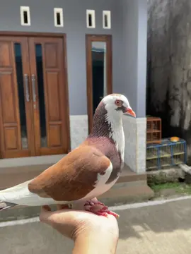 #fotolive #merpatikolong #merpatilovers #merpatikolongbebas #fyp 