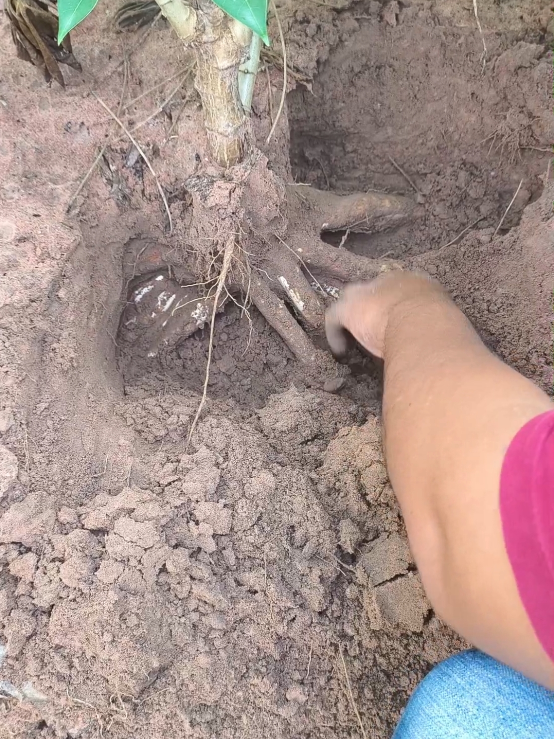 #ระยอง5 #มันสําปะหลัง💸 #ดวงเกษตรทําดี #ซีรีเฟลช #เทอร์โบซี #ไร่มันสําปะหลัง 