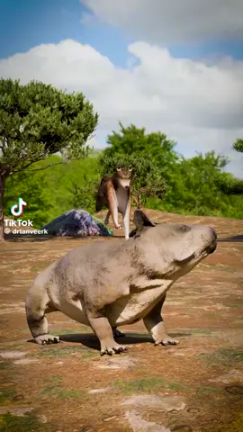#Animals #interestingfacts #nature #Wombat #fyp #cute 