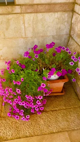 #لبنان #ادما #مروان_خوري #حزينة #اغاني #موسيقى #لحن #نغمة #زهور #طبيعة #foryou #foryoupage #fyp #❤️ #✅ #🇱🇧 