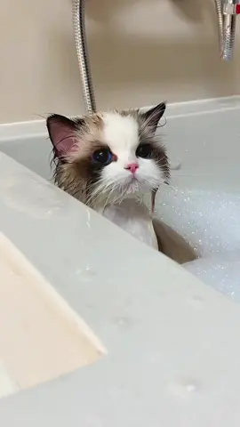 What the hell is it thinking?#cat #catsoftiktok #cutecat #funnycat #kitty 
