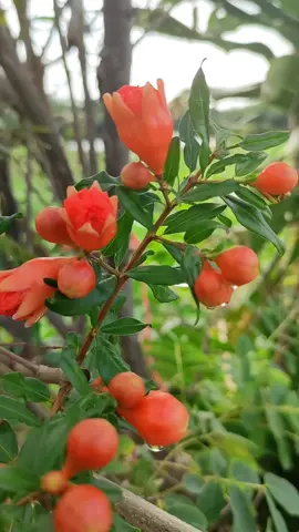 ดอกทับทิม pomegranate #scenicview #flowers #flower #nature #ดอกไม้ 