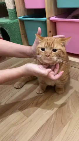 Hair ball hero ini bisa kalian gunakan untuk pencegahan dan pengobatan hair ball pada kucing kalian #kucing #hairball #kucinglucu 