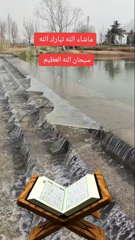 # عمر الهاشمي القرآن الكريم  # القرآن الكريم راحه نفسيه #fyp 