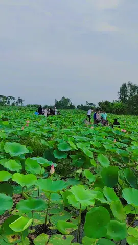 ভ্রভণ করুন ডিপ্রেশন দূর হয়ে যাবে।।#বলাকইড় #গোপালগঞ্জের #পদ্মবিল #বলাকইড়_পদ্মবিল_গোপালগঞ্জ_সদর #পদ্মবিল🌺 