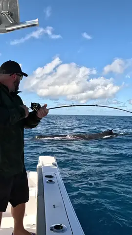 Big Fish under whales !! #fish #fishing #fishtok #fishingtiktok #fishingtiktoks #jigging #whale @Daiwa Australia 