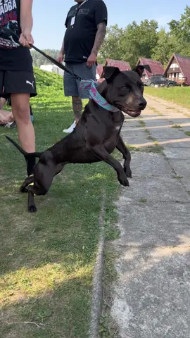 Fhk Syrax 🐉 #foresthillkennel #apbt #americanpitbullterrier #adba #gamedog #pitbull #pitbullterrier #workingdog #realapbt #adbaapbt #adbaworkingpitbulldog #chinaman #realpitbull 