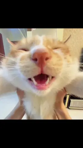 Ông xã ơiii 🗣️  #cat #meow #fyp 