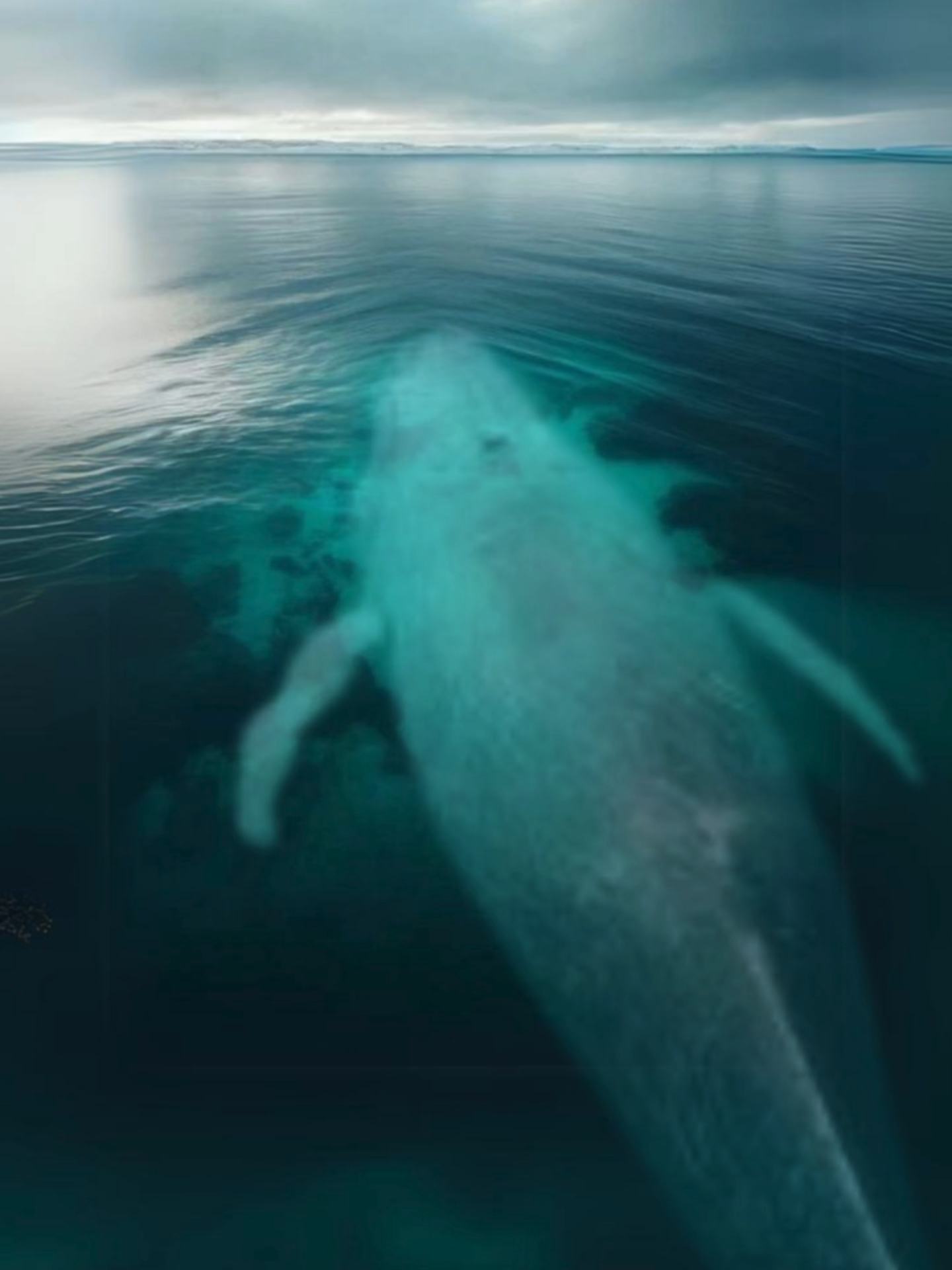 IKAN NUN Berpindah Dari Laut Yang Terdalam Ke Laut Dalam Di Selatan Negrimu #megalodon #leviathan #ikannun #nabiyunus #nabikhidir #ahmad #risalahlangit #akhirzaman #indonesia