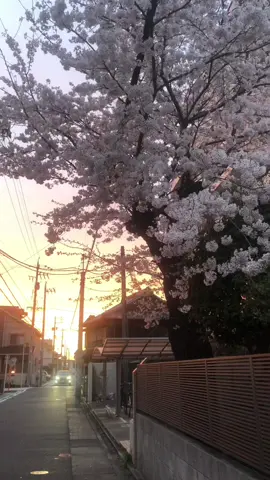 — #fyp #viral #日本 