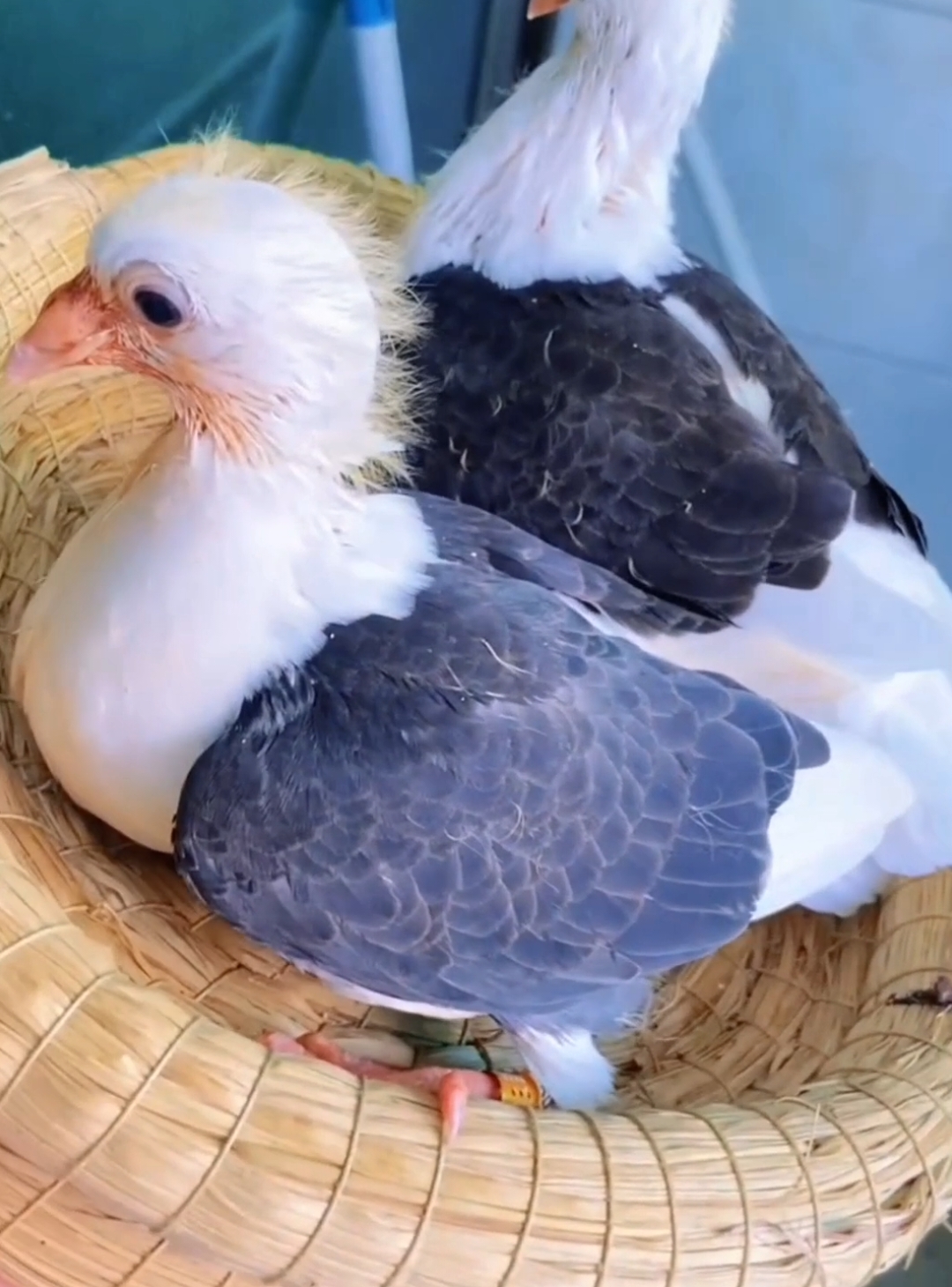 স্যাডেল রেসার কবুতরের বাচ্চা ফুটেছে #birds #shorts #shortsfeed #shortvideo #tiktok?bangladesh #pet #amazing #foryoupage #foryou #tiktok #viral #bird #kabutar #pigeon 