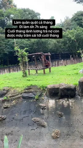 Lãnh lương được 2 ngày hết tiền nửa rồi 🙃 #vcreator #vinwonders #wondersummer #gh7kmqq #vinpearlsafariphuquoc #safari #safariphuquoc