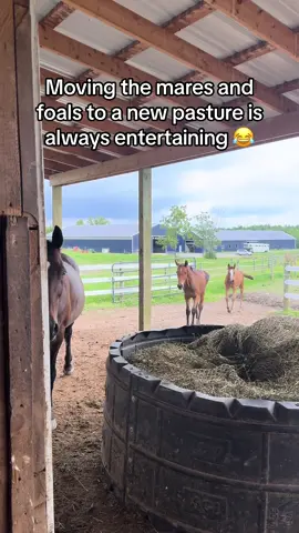 Foals=constant entertainment  #foals #foal #horsetok #equestrian #horse #fyp #babyanimals #farmlife #funny #babyhorse 