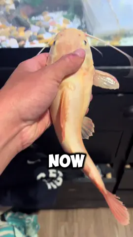 Beast X Ghost Updates and Plans! #viral #fyp #insane #ghosttheredtail #beastthecatfish #beasttheredtail #redtailcatfish #monsterfish 