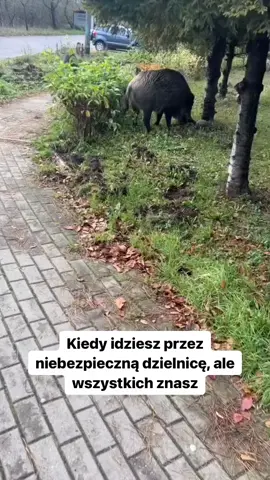 Nowe ziomki na rejonie!! #dc #dlaciebie #polska #memy #dziki #wk #wkdzik #siłownia #smieszne #tiktok #osiedle #miasto