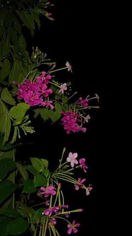 رشتے خوبصورت نہیں ہوتے، نبھانے والے انہیں خوبصورت بناتے ہیں۔🖤💫 #foryou #viralvideo #aikarielbees #naturevibes #tiktokpakistan #asthectic #trending 