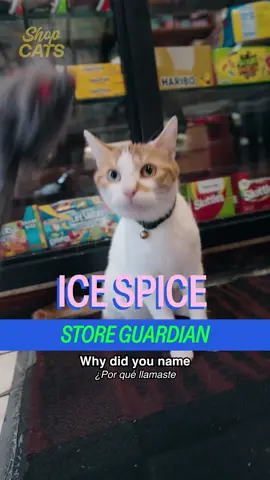 Meet Ice Spice in Fort Greene #cat #bodega #bodegacat #nyc #icespice 