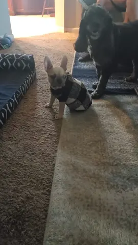 Having a Bestie is a must! #frenchiesoftiktok #chasinglittlefairies