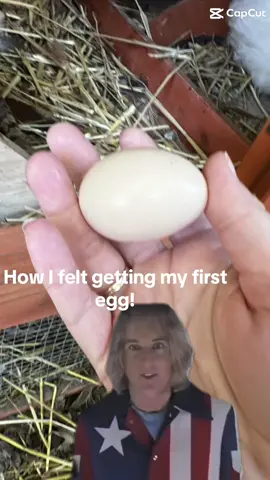 #CapCut #iykyk #chickensoftiktok #backyardchickens #buttnuggett 