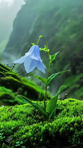 #ادعيه_اذكار_تسبيح_دعاء_استغفار🤲❤ #تصاميم_دينيه #صباح_الخير